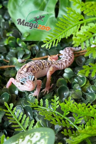 Female White and Yellow Leopard Gecko /04/26