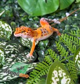 Magazoo Female Firebold Leopard Gecko 01/04/26