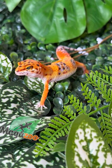 Magazoo Female Firebold Leopard Gecko 01/04/26