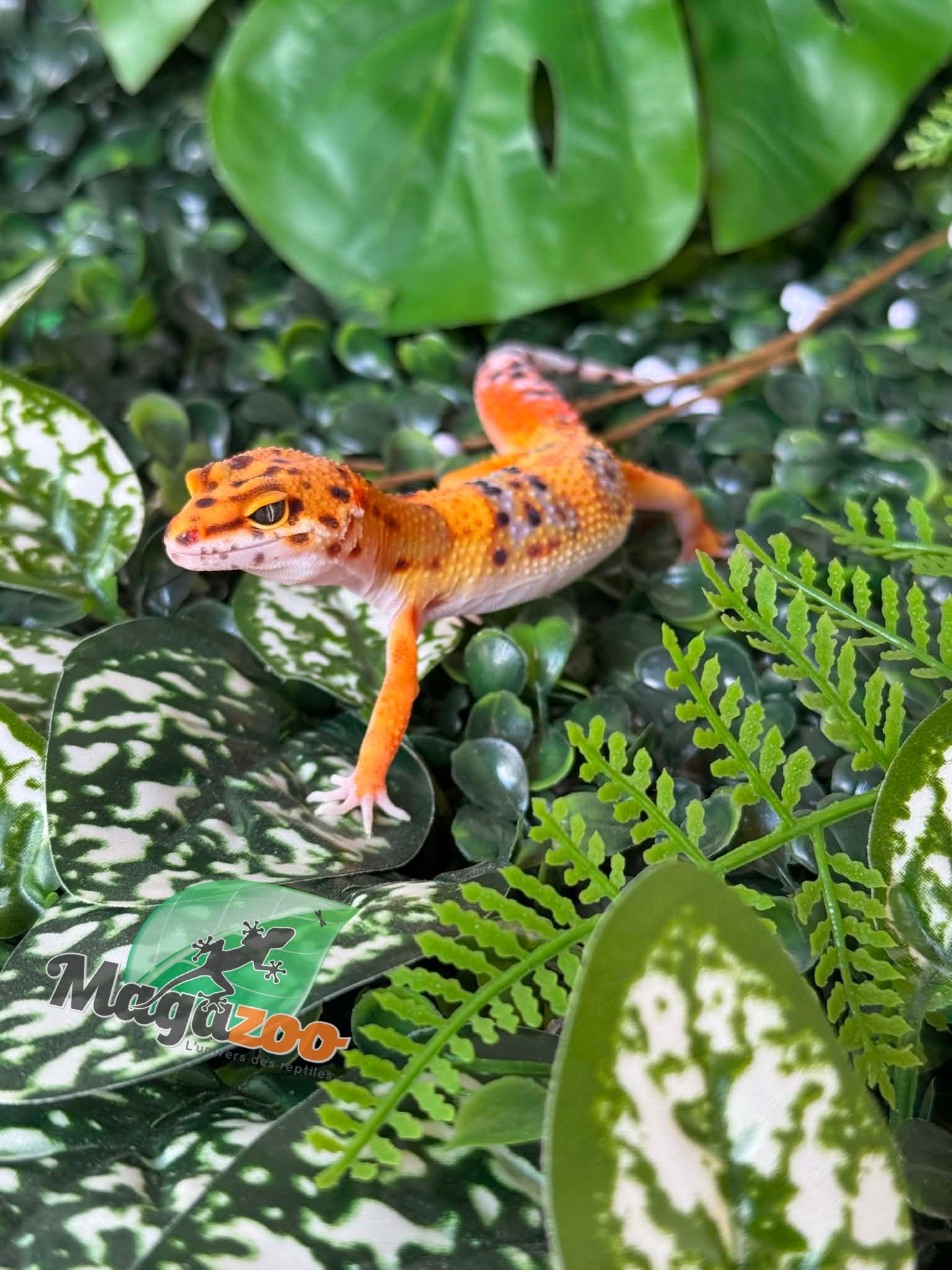 Magazoo Female Firebold Leopard Gecko 01/04/26