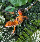 Magazoo Gecko léopard Firebold femelle 01/04/26