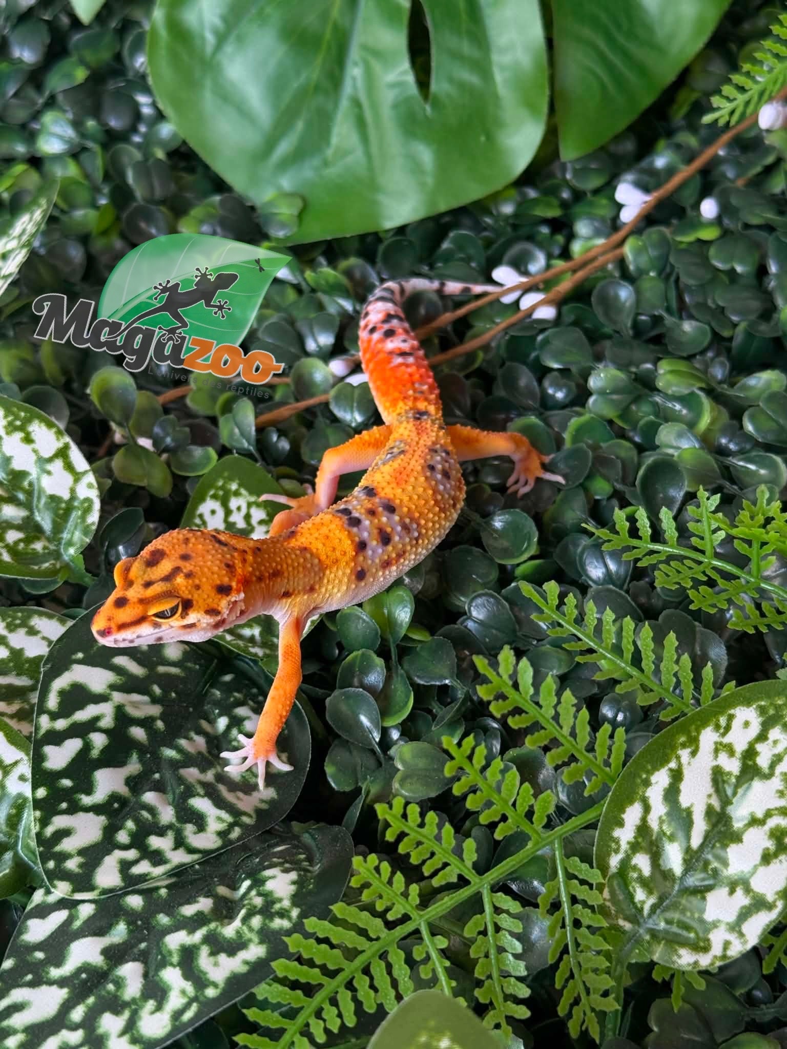 Magazoo Female Firebold Leopard Gecko 01/04/26
