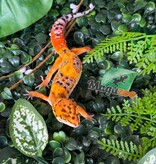 Magazoo Gecko léopard Firebold femelle 01/04/26