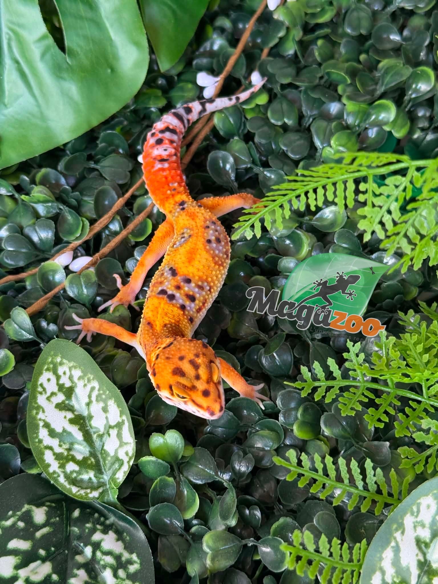 Magazoo Female Firebold Leopard Gecko 01/04/26