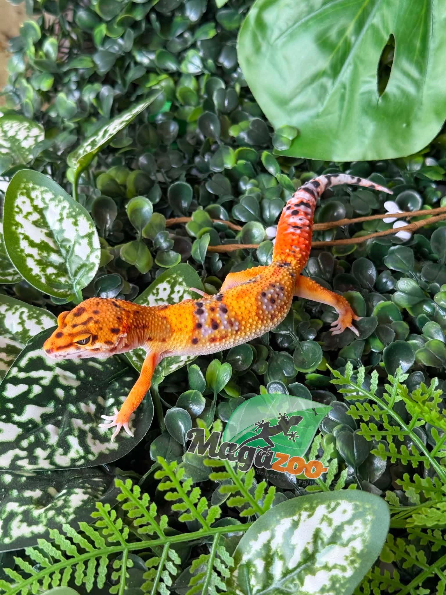 Magazoo Female Firebold Leopard Gecko 01/04/26
