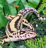 Magazoo Gecko léopard Bandit Boldstripe femelle 01/08/24