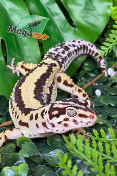Magazoo Gecko léopard Bandit Boldstripe femelle 01/08/24