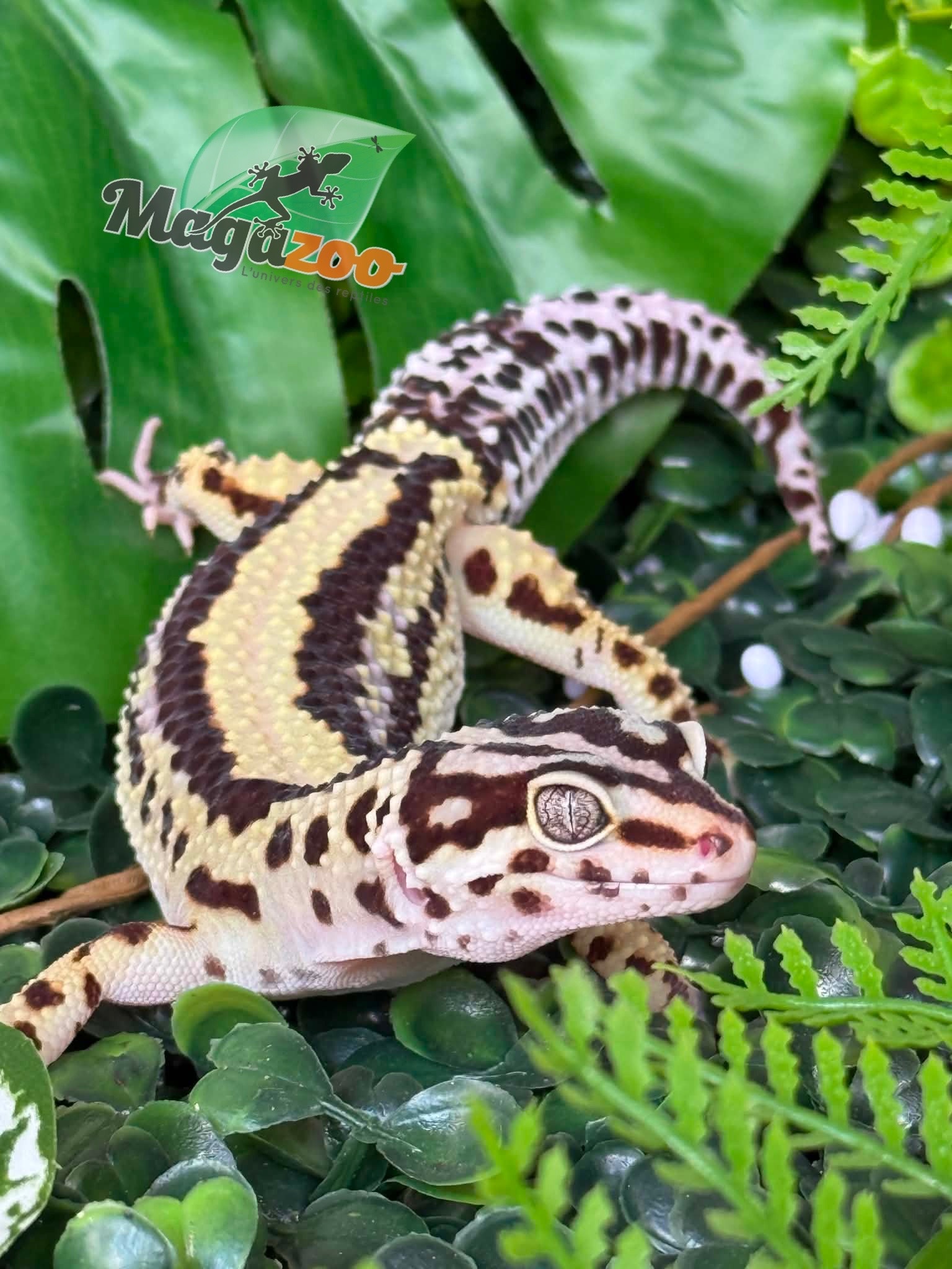 Magazoo Gecko léopard Bandit Boldstripe femelle 01/08/24