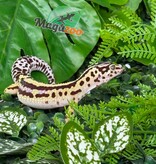 Magazoo Female Bandit Boldstripe Leopard Gecko 08/01/24