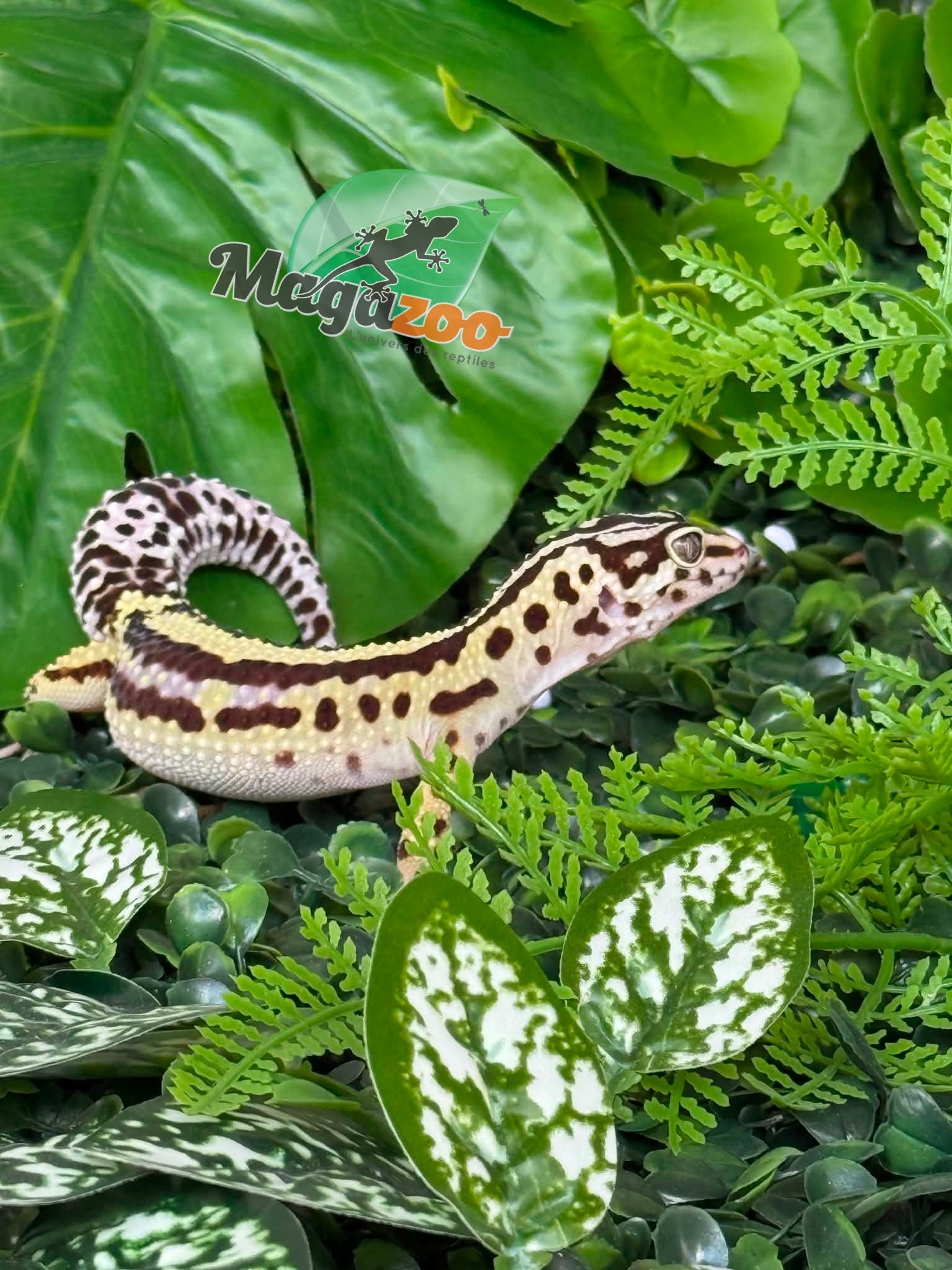 Magazoo Female Bandit Boldstripe Leopard Gecko 08/01/24