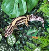 Magazoo Female Bandit Boldstripe Leopard Gecko 08/01/24