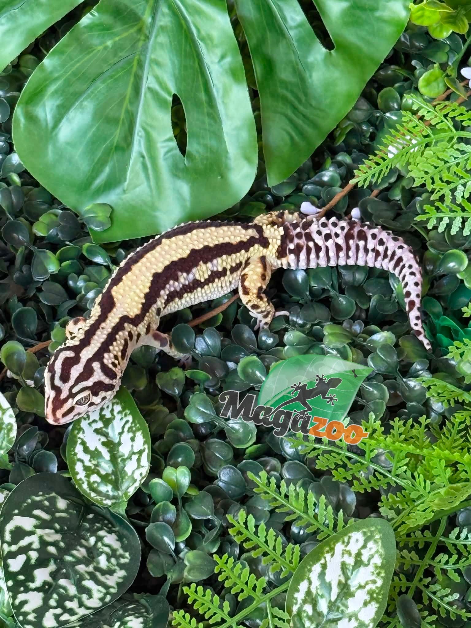 Magazoo Female Bandit Boldstripe Leopard Gecko 08/01/24