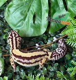 Magazoo Female Bandit Boldstripe Leopard Gecko 08/01/24