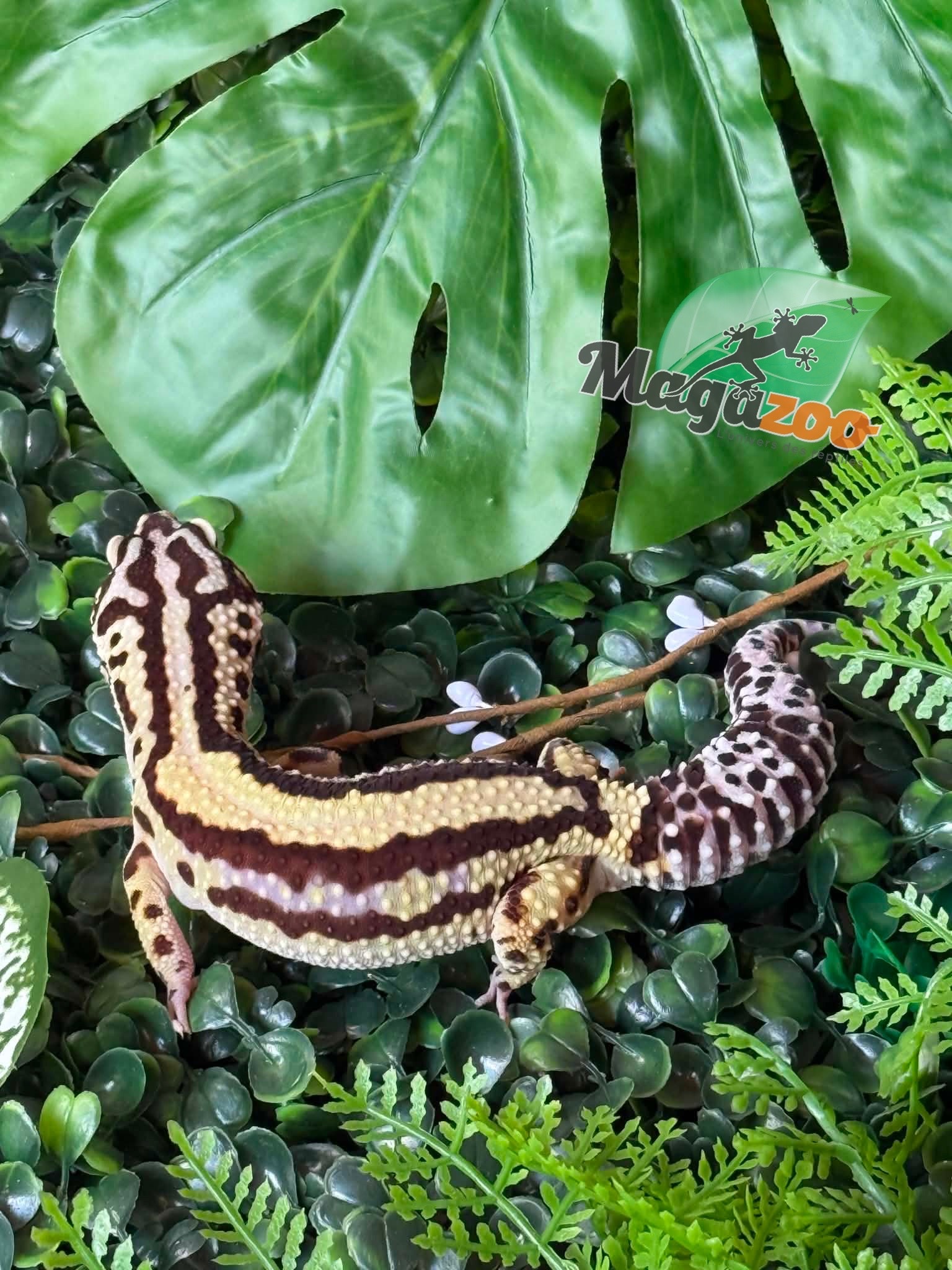 Magazoo Gecko léopard Bandit Boldstripe femelle 01/08/24