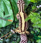 Magazoo Female Bandit Boldstripe Leopard Gecko 08/01/24