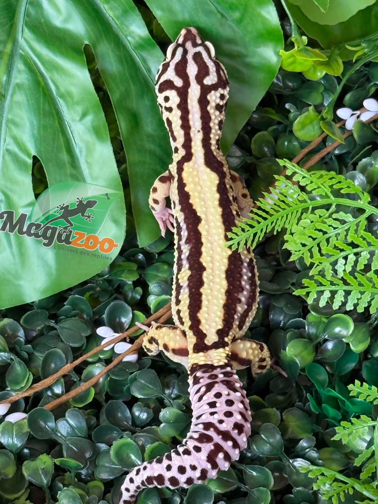 Magazoo Female Bandit Boldstripe Leopard Gecko 08/01/24
