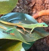 Magazoo Lézard vert arboricole (Gastropholis prasina) Bébé 20 mai 2026
