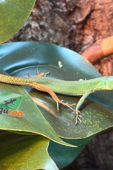 Magazoo Baby Green keel-bellied lizard (Gastropholis prasina) May 20, 2026