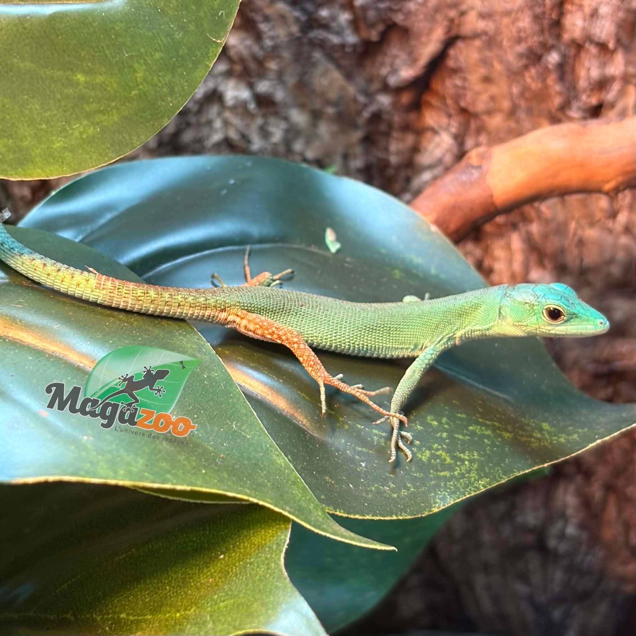 Magazoo Lézard vert arboricole (Gastropholis prasina) Bébé 20 mai 2026