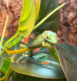 Magazoo Baby Green keel-bellied lizard (Gastropholis prasina) May 20, 2026