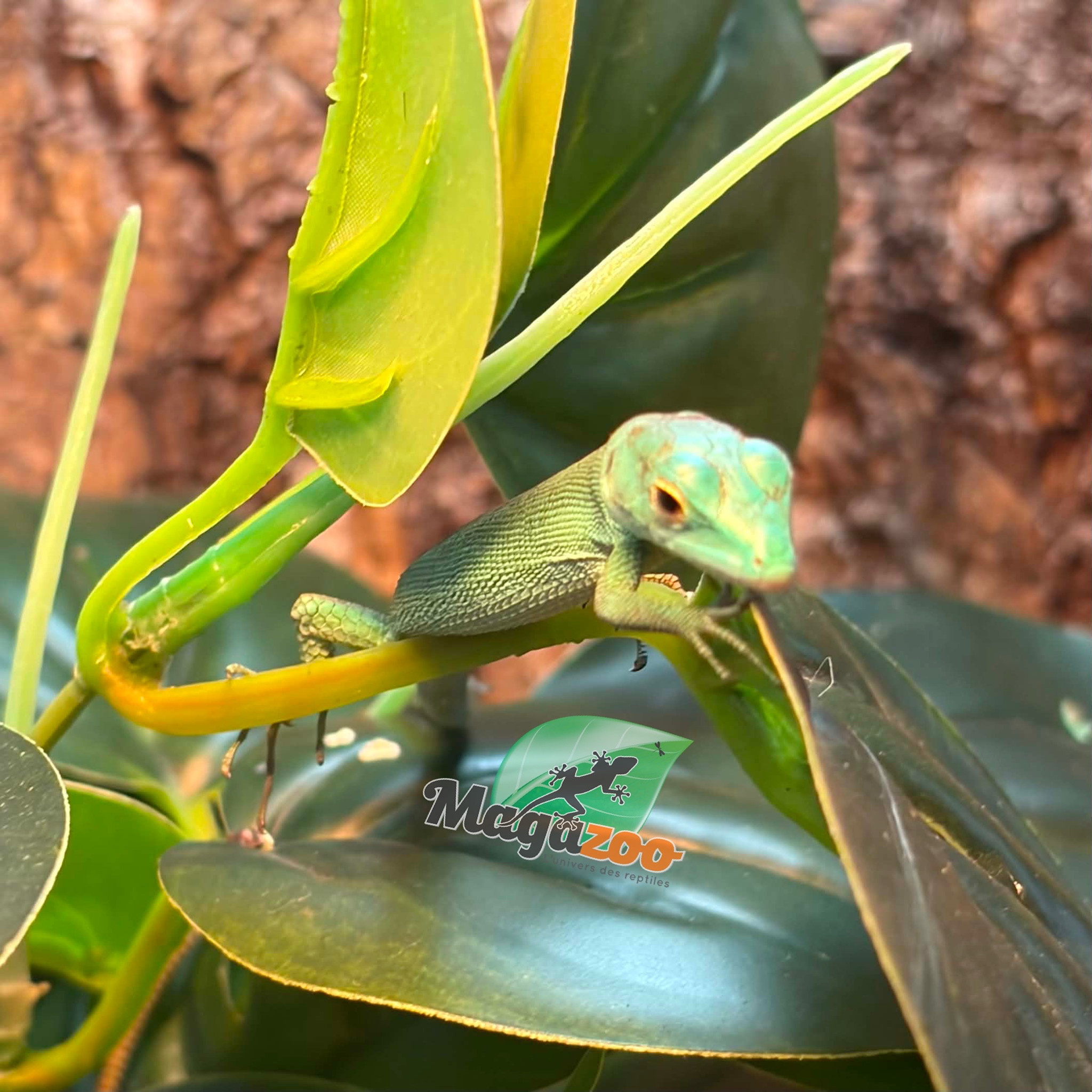 Magazoo Baby Green keel-bellied lizard (Gastropholis prasina) May 20, 2026
