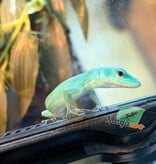 Magazoo Lézard vert arboricole (Gastropholis prasina) Bébé 20 mai 2026