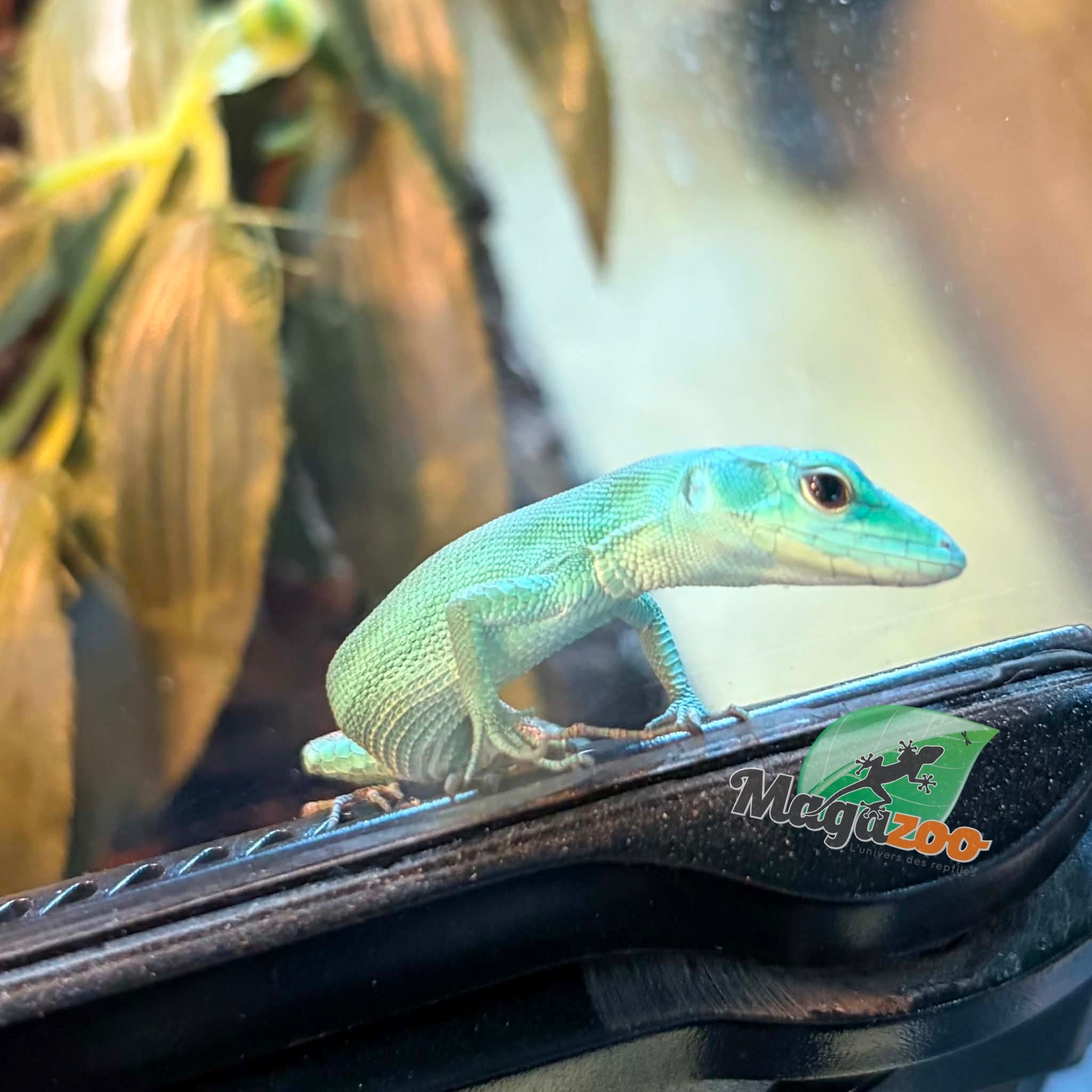 Magazoo Baby Green keel-bellied lizard (Gastropholis prasina) May 20, 2026