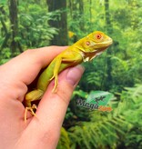 Magazoo Iguane vert albino Bébé