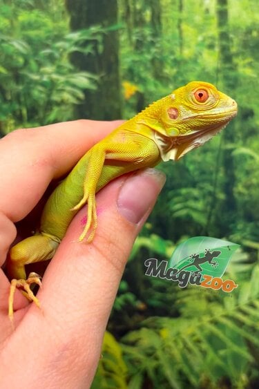Magazoo Iguane vert albino Bébé