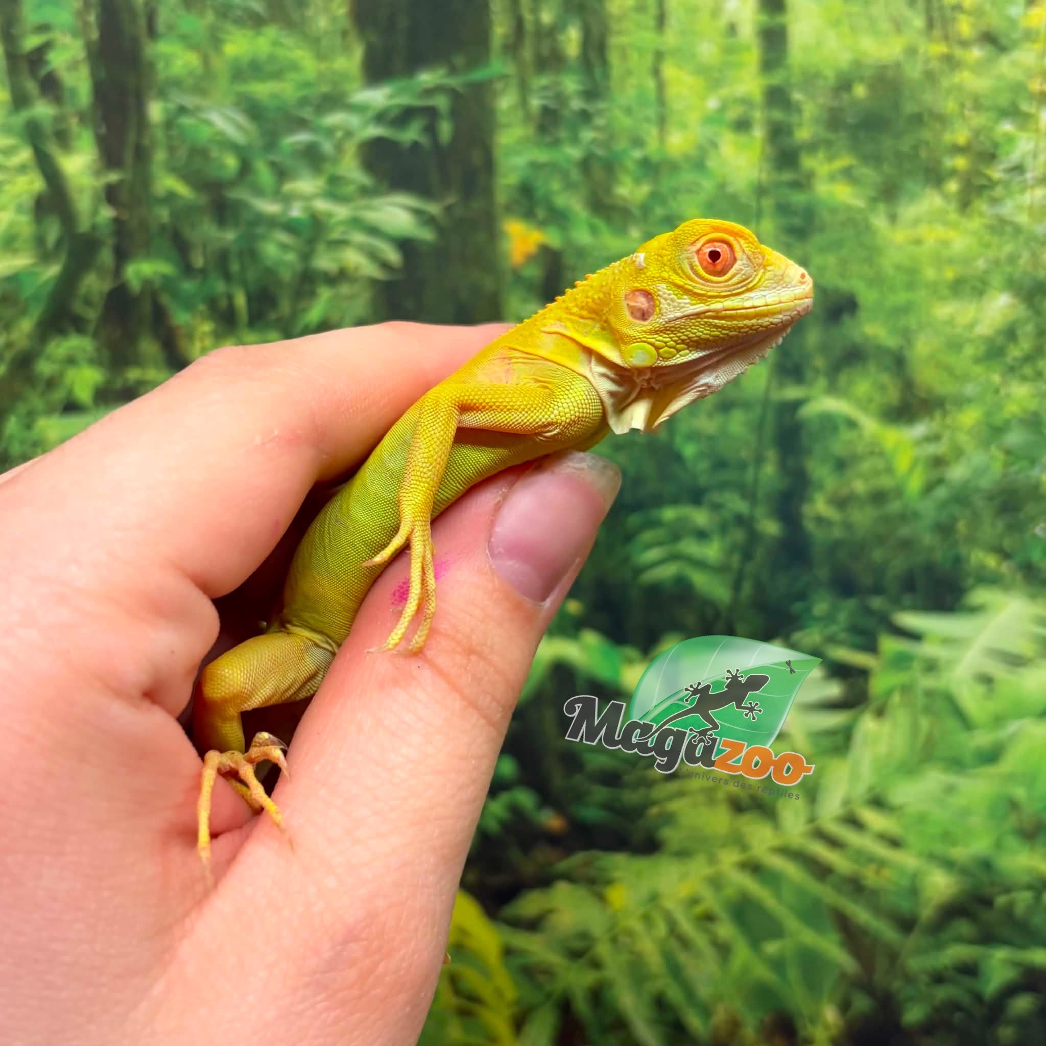 Magazoo Iguane vert albino Bébé