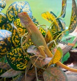 Magazoo Iguane vert albino Bébé