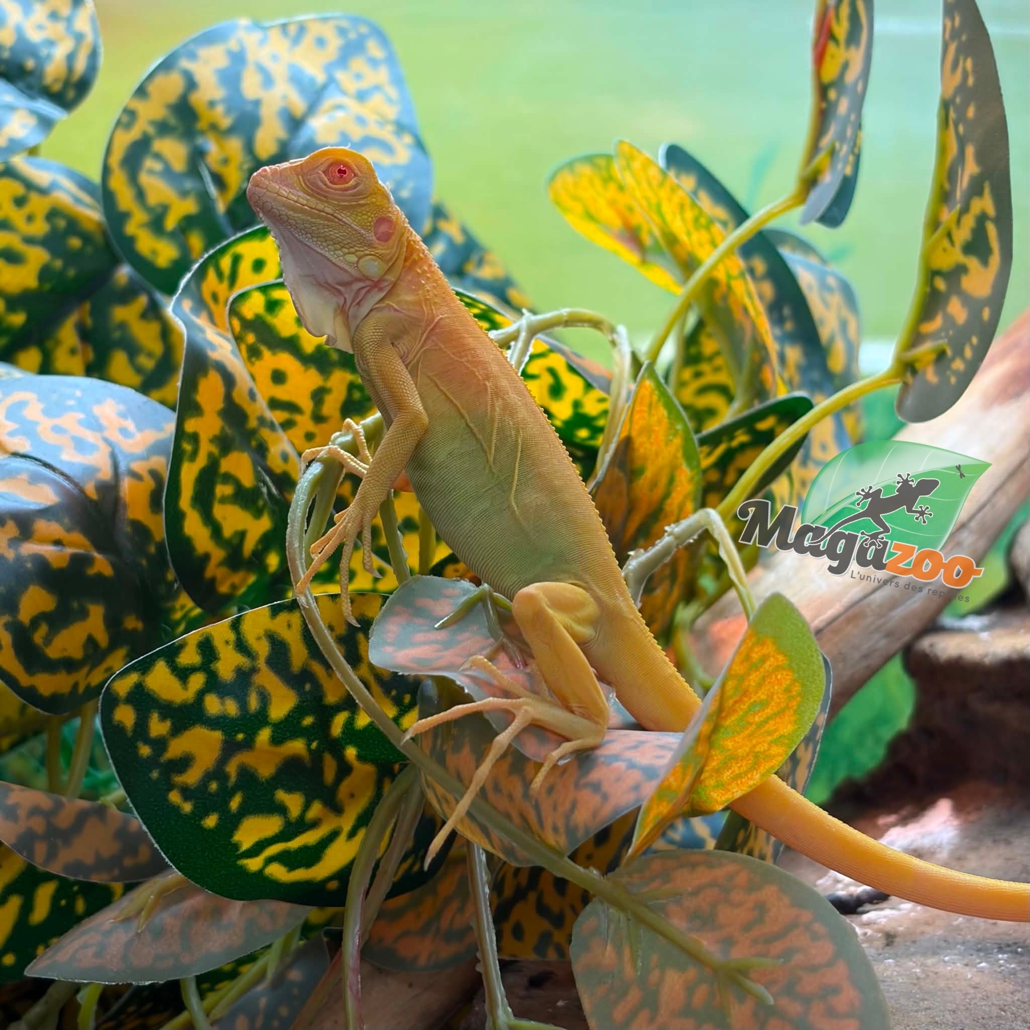 Magazoo Iguane vert albino Bébé
