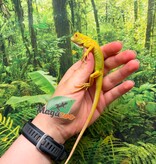 Magazoo Iguane vert albino Bébé