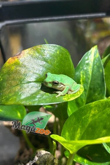 Magazoo White's tree frog #1
