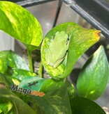 Magazoo White's tree frog #1