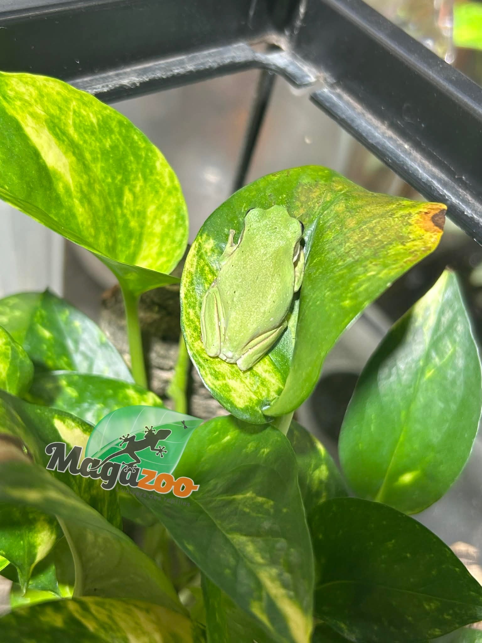 Magazoo White's tree frog #1