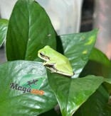 Magazoo White's tree frog #2
