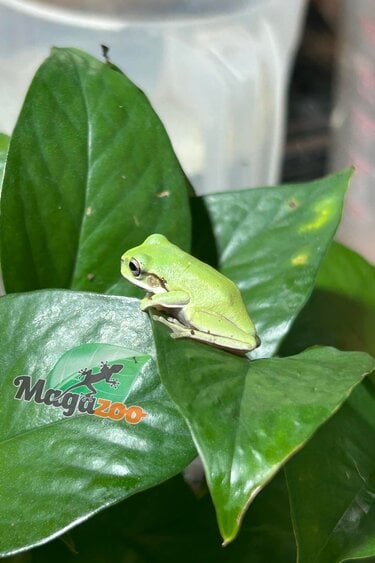 Magazoo White's tree frog #2