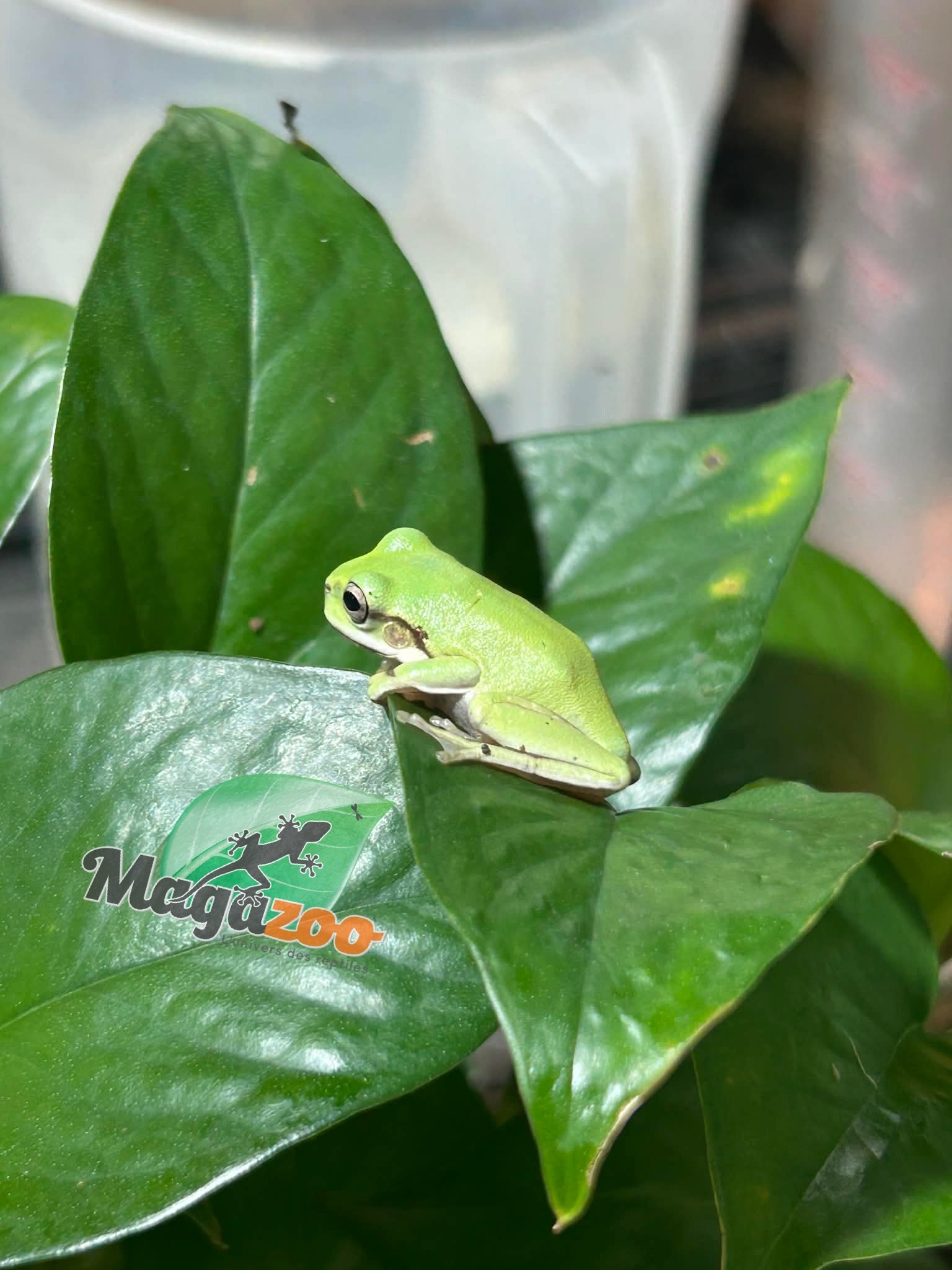 Magazoo White's tree frog #2