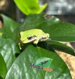 Magazoo White's tree frog #2