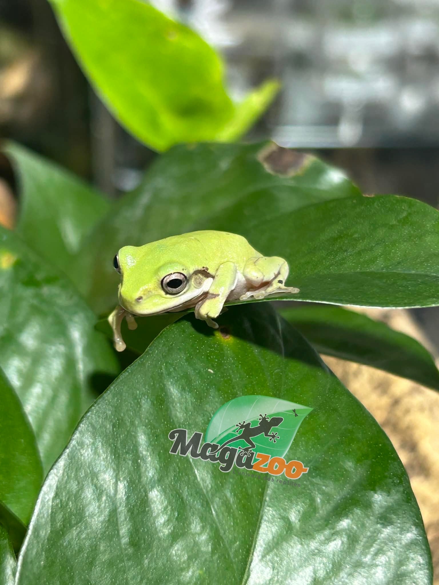 Magazoo White's tree frog #2