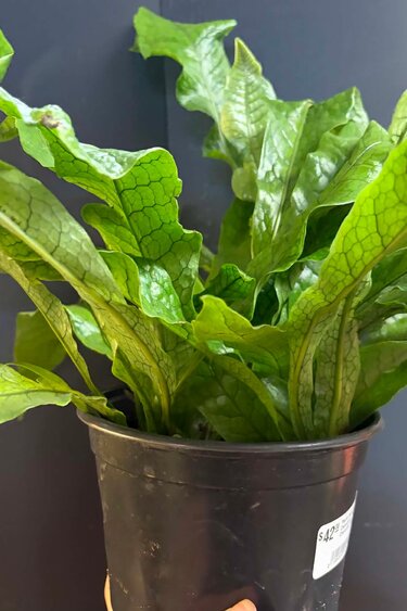 Magazoo Plante Asplenium Crocodylus | Fougère Crocodile 15cm