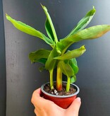 Magazoo Plante Bananier Cavendish 'Nain vert'