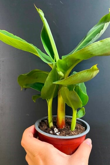 Magazoo Bananier Cavendish 'Green dwarf' Plant