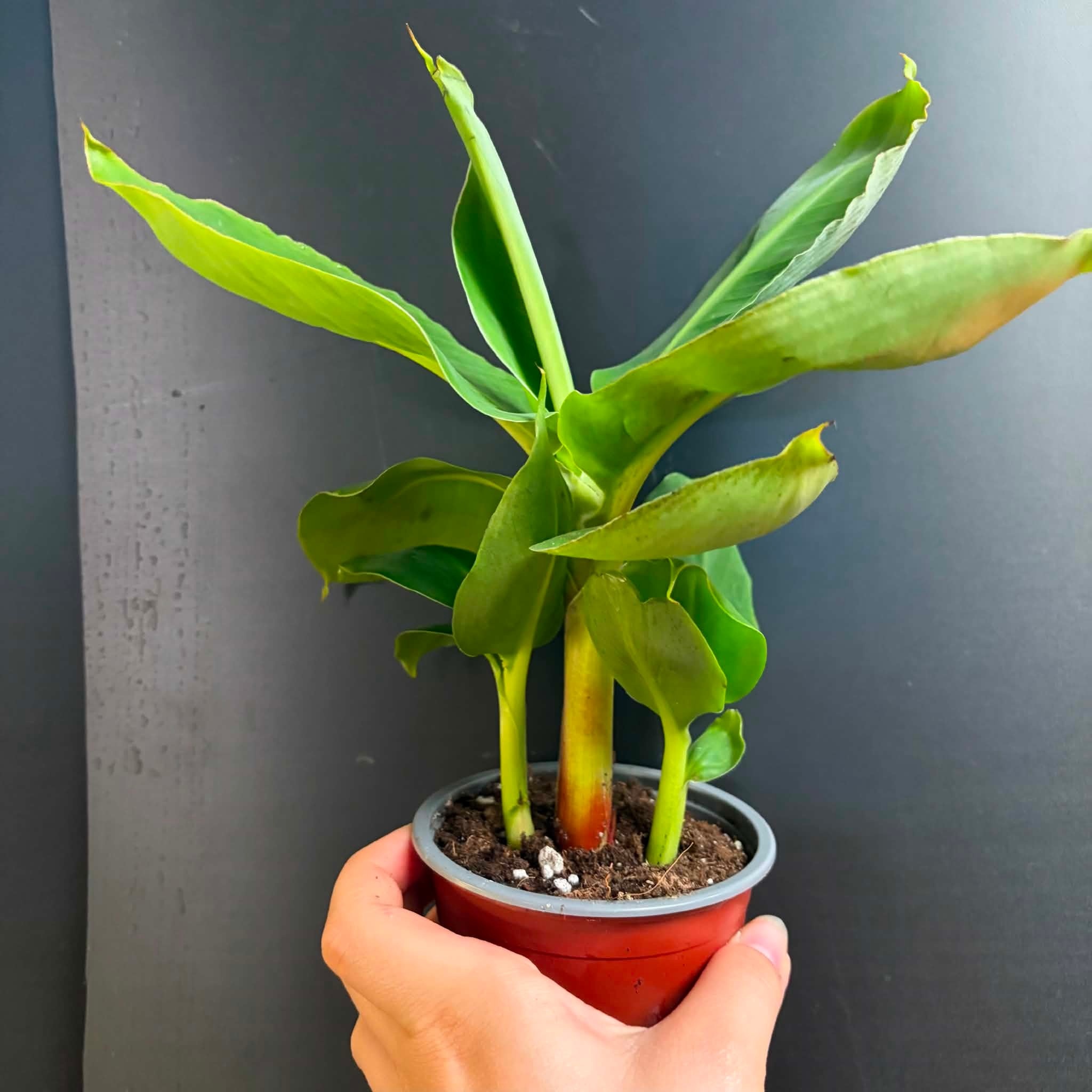 Magazoo Plante Bananier Cavendish 'Nain vert'