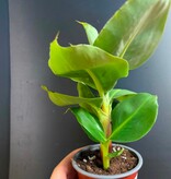 Magazoo Bananier Cavendish 'Green dwarf' Plant