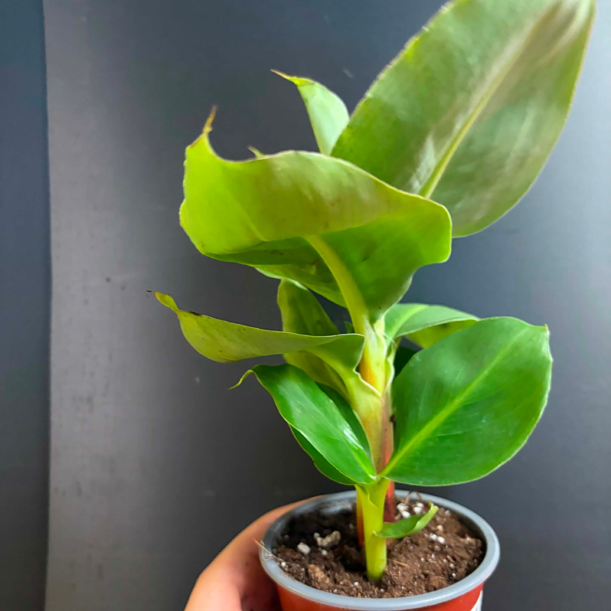 Magazoo Bananier Cavendish 'Green dwarf' Plant