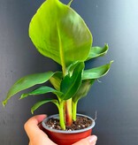 Magazoo Plante Bananier Cavendish 'Nain vert'