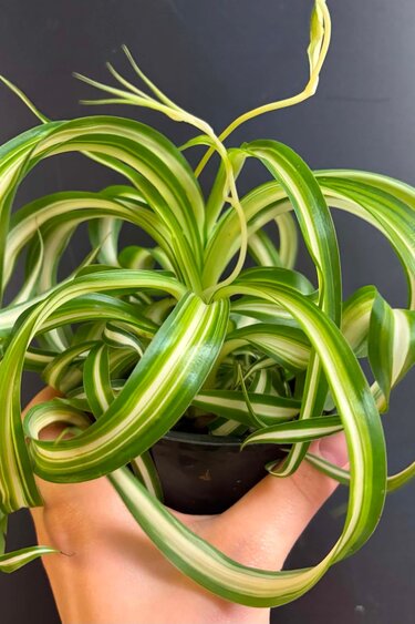 Magazoo Chlorophytum Comosum Variegata 'Curly' Plant | spider plant 10 cm