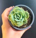 Magazoo Graptoveria 'Lovely Rose' Plant 9cm